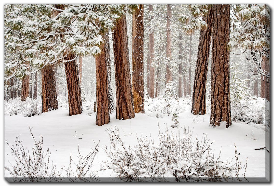 Stillness in Snow Wall Art - White - 38 X 60