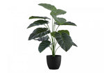 24" Alocasia Plant With 5" Black Pot - Green