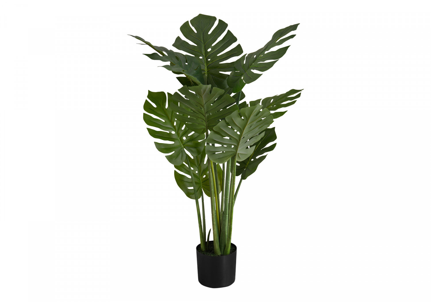 45" Monstera Plant With 6" Black Pot - Green