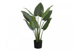 37" Aureum Plant With 5" Black Pot - Green