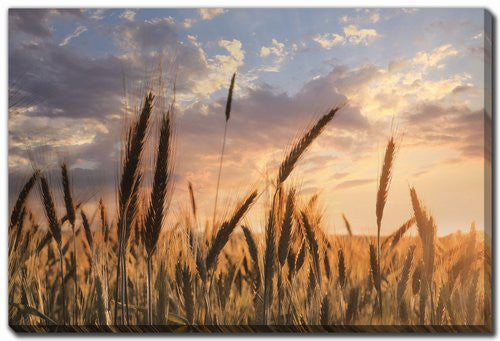 Wheatlight Wall Art - Brown - 16 X 20