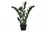 29" ZZ Plant With 6" Black Pot - Green