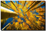 Beneath the Leaves Wall Art - Yellow - 22 X 28