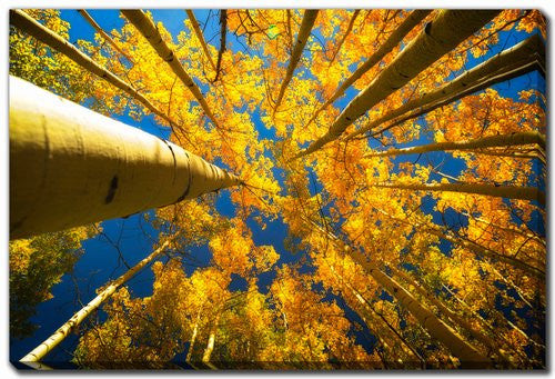 Beneath the Leaves Wall Art - Yellow - 16 X 20