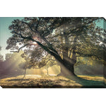 Through the Canopy Wall Art - Multi-Colour - 22 X 28