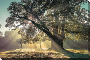Through the Canopy Wall Art - Multi-Colour - 22 X 28