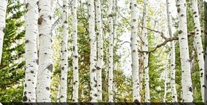 Birch Harmony Wall Art - Green - 20 X 40