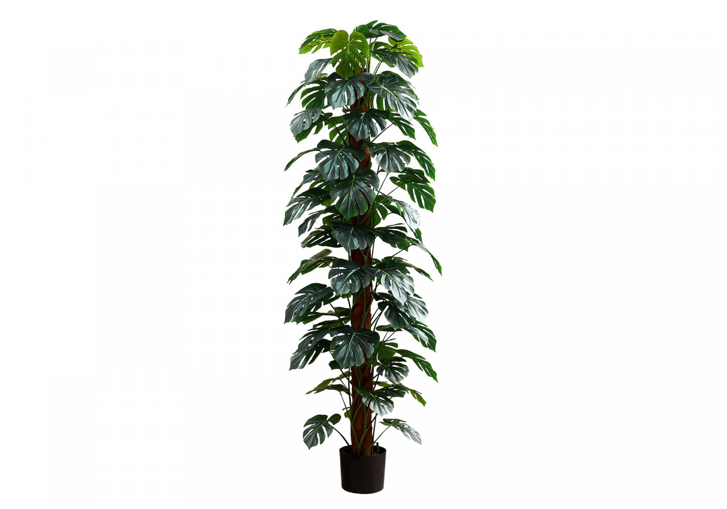 83" Monstera Plant With 8" Black Pot - Green