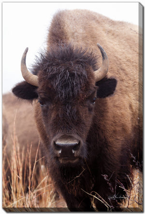 The Stare Art - Brown - 38 X 60