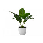 17" Aureum Plant With 5" White Pot - Green