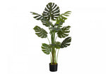55" Monstera Plant With 6" Black Pot - Green