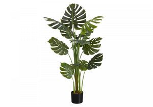 55" Monstera Plant With 6" Black Pot - Green