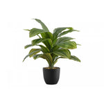 17" Dracaena Plant With 4" Black Pot - Green