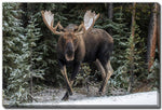 Snowy Stride Wall Art - Brown - 30 X 45