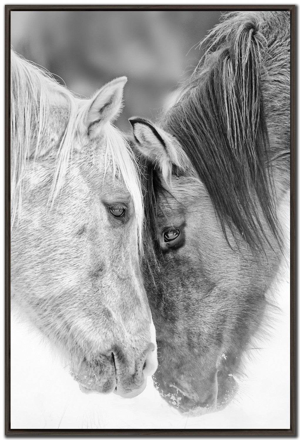 Equine Affection Wall Art - Black/White - 30 X 45