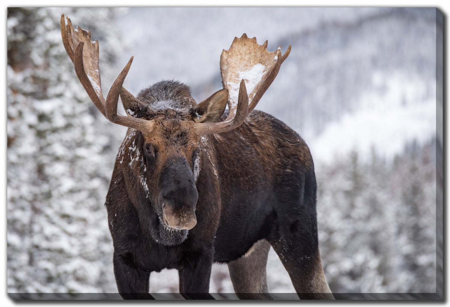 King of the Forest Wall Art - Brown/Grey - 22 X 28