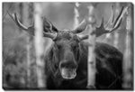 Forest Monarch Wall Art - Grey - 16 X 20