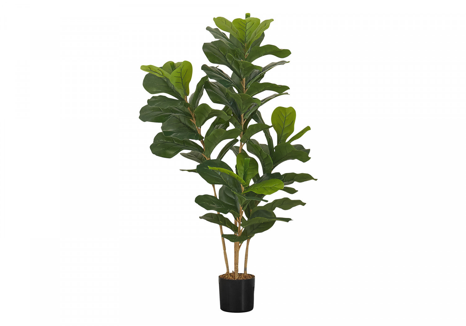 41" Fiddle Tree With 5" Black Pot - Green