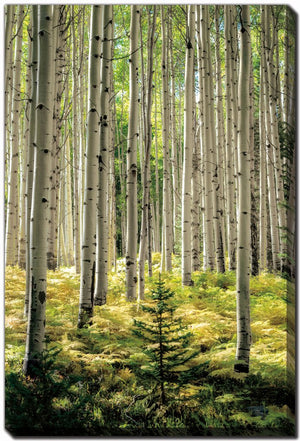 Whispering Grove Wall Art - Green - 38 X 60