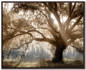 Tree of Light Wall Art - Brown - 40 X 50