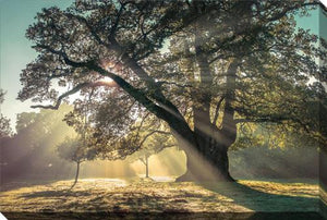 Through the Canopy Wall Art - Multi-Colour - 30 X 45