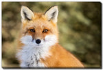 Fox in Focus Wall Art - Orange - 16 X 20