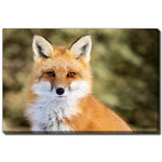 Fox in Focus Wall Art - Orange - 16 X 20