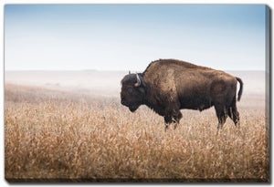 Bison Wanderer Wall Art - Brown - 38 X 60
