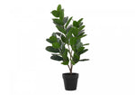 28" Garcinia Plant With 5" Black Pot - Green