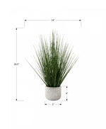 21" Grass Plant With 4" White Pot - Green