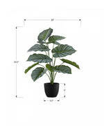 24" Calathea Plant With 5" Black Pot - Green