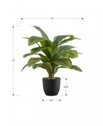17" Dracaena Plant With 4" Black Pot - Green