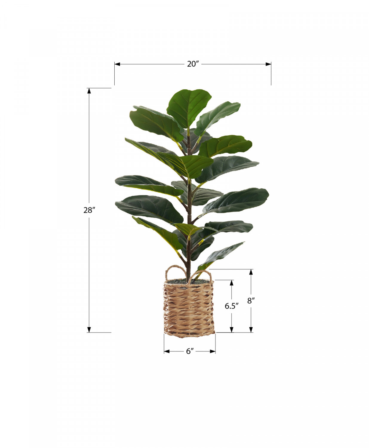 28" Fiddle Tree With 8" Woven Basket Pot - Green