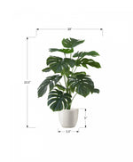24" Monstera Plant With 5" Black Pot - Green