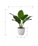 17" Aureum Plant With 5" White Pot - Green