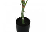 54" Dieffenbachia Tree With 6" Black Pot - Green