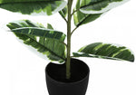 27" Rubber Plant With 5" Black Pot - Green