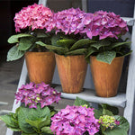 Heartholm Medium Planter - Corten