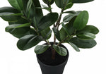 28" Garcinia Plant With 5" Black Pot - Green