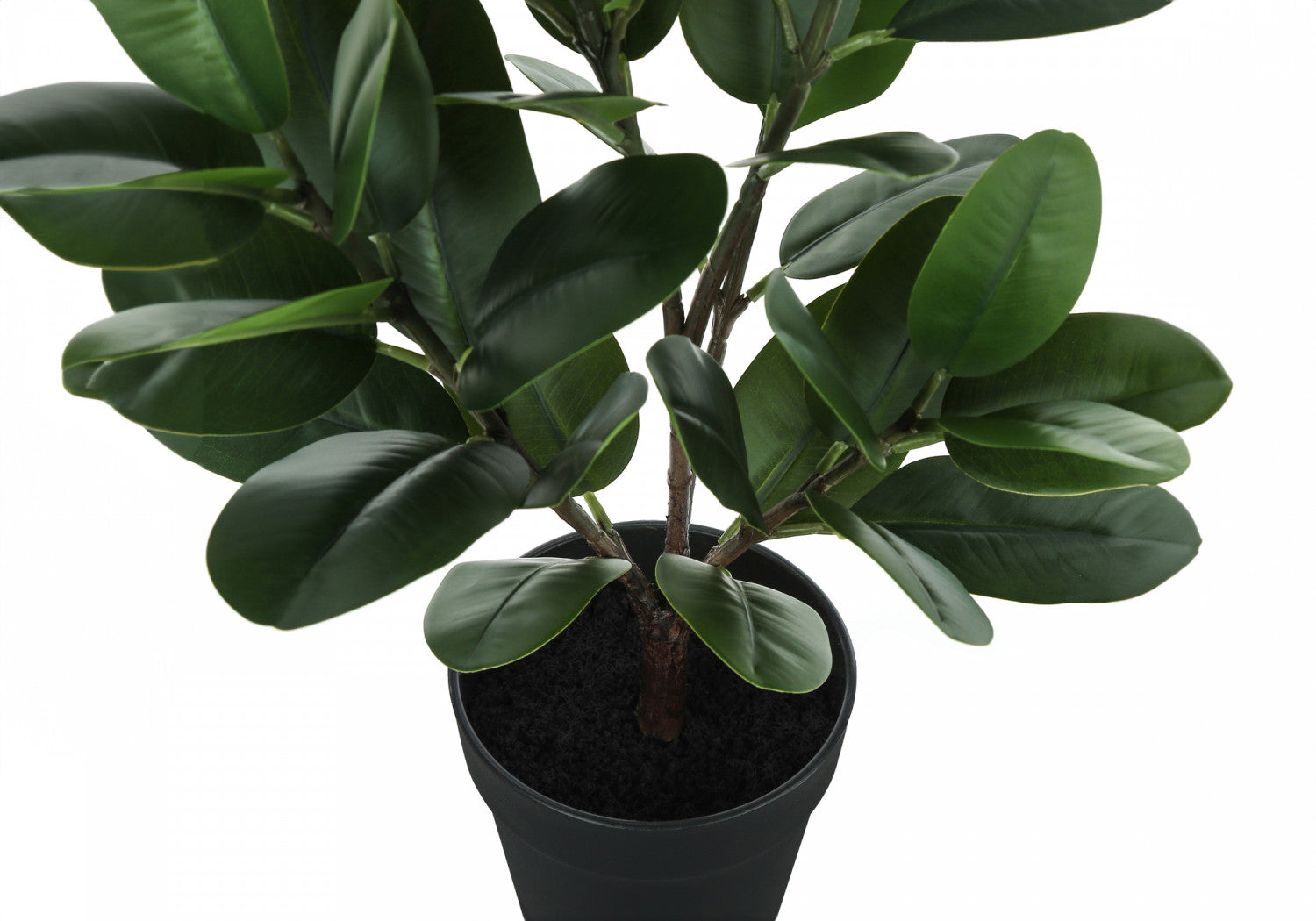 28" Garcinia Plant With 5" Black Pot - Green