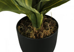 17" Dracaena Plant With 4" Black Pot - Green