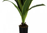 47" Dracaena Tree With 5" Black Pot - Green