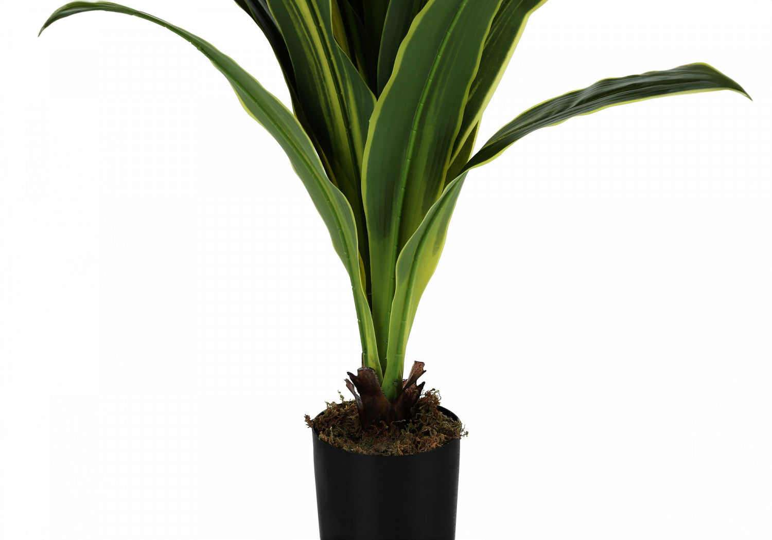 47" Dracaena Tree With 5" Black Pot - Green