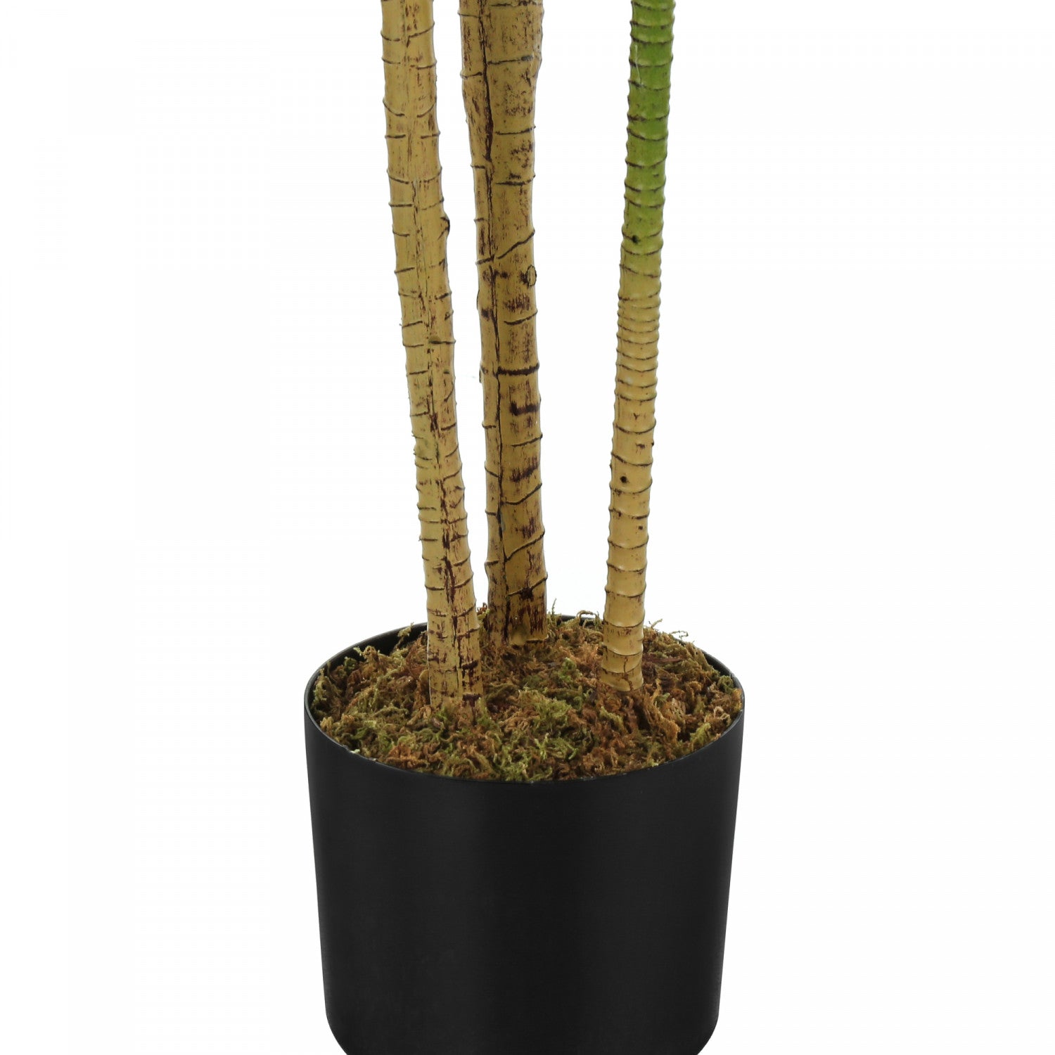 51" Dracaena Plant With 5" Black Pot - Green