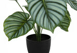 24" Calathea Plant With 5" Black Pot - Green