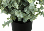 11" Eucalyptus Grass Plant With 5" Black Pot - Green - Set of Two