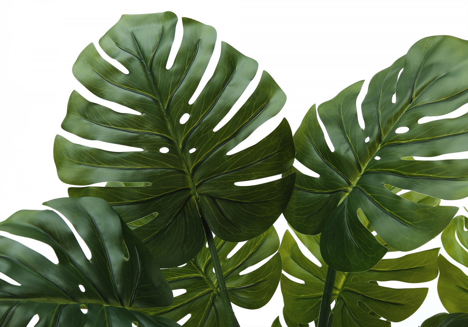 45" Monstera Plant With 6" Black Pot - Green