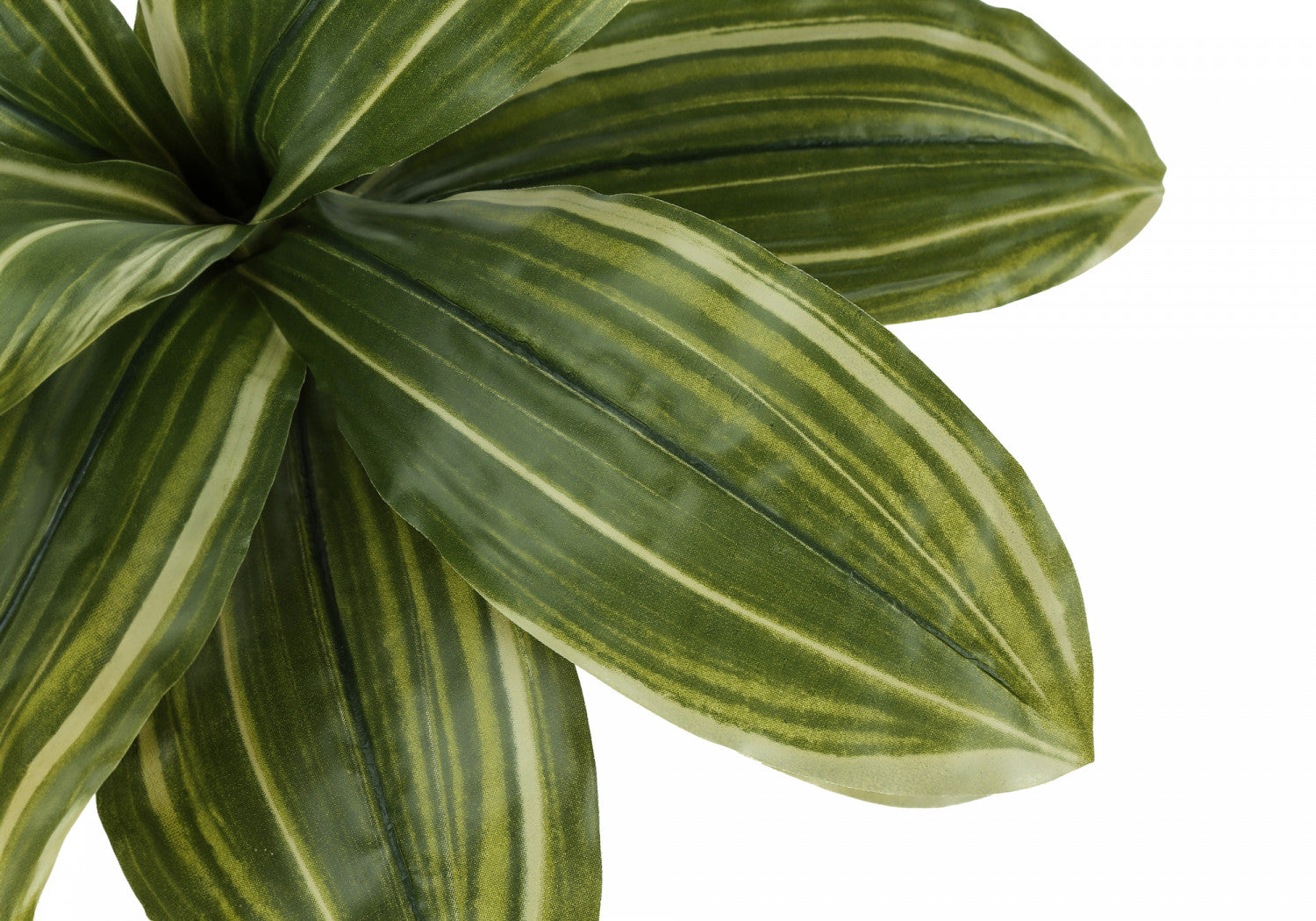 17" Dracaena Plant With 4" Black Pot - Green