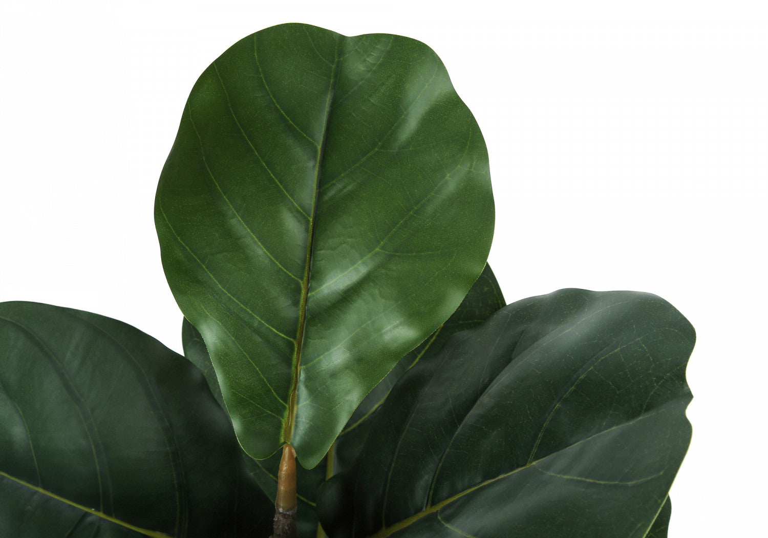 49" Fiddle Tree With 5" Black Pot - Green