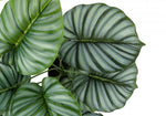 24" Calathea Plant With 5" Black Pot - Green